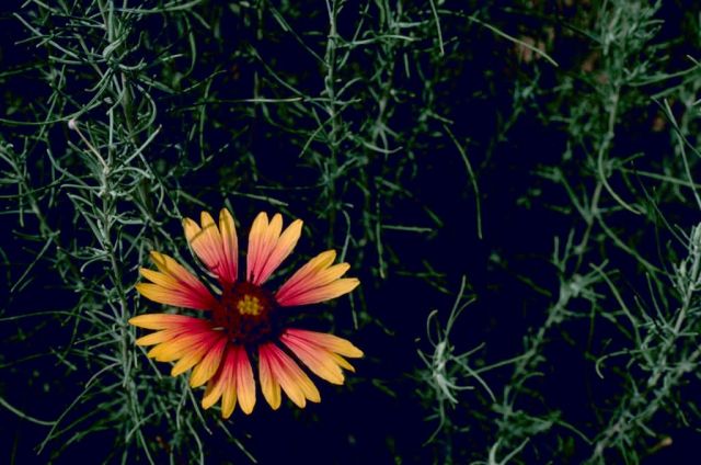 Blanket Flower Picture