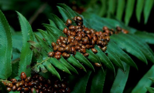 Lady Bugs Picture