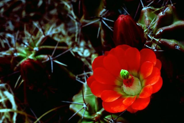Claret Cup Cactus Picture
