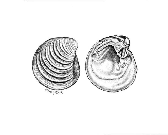 Ring Pink Mussel Picture