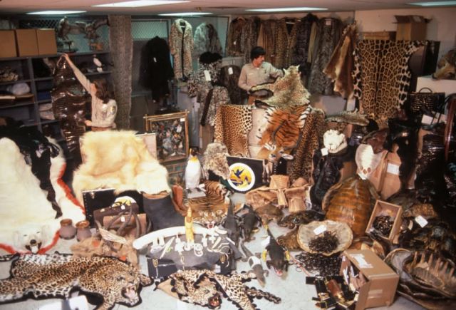 WO3169 Confiscated Wildlife Products , JFK Airport Picture