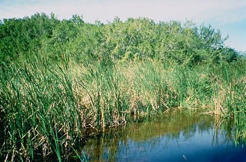 WO714 Everglades National Park, Florida Picture