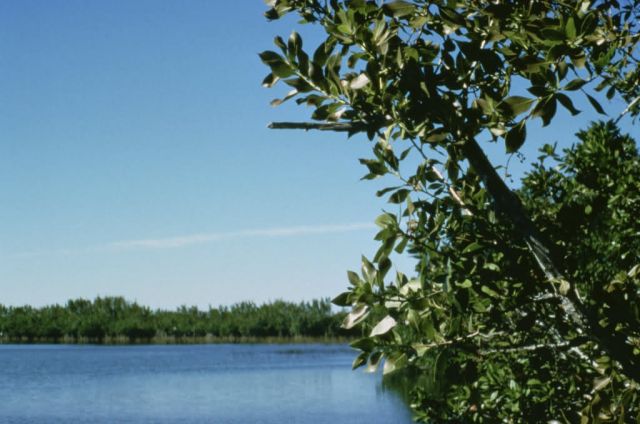 WO726 Everglades National Park, Florida Picture