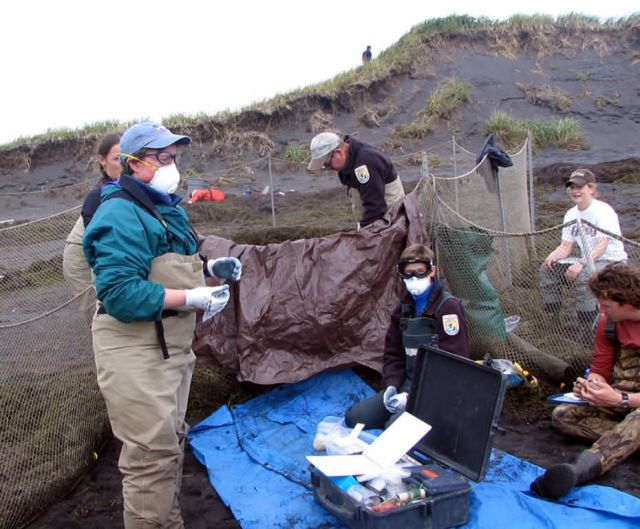 WOE205 Avian Influenza Surveillance Program at Izembek NWR Picture