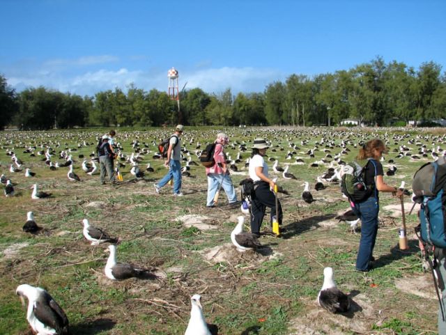 WOE196 Counting Laysan Albatross Nests Picture