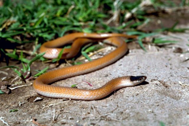 Plains Black-headed Snake Picture