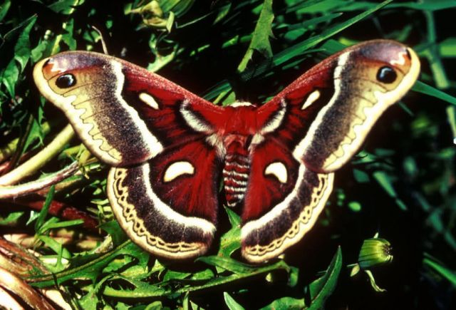 Cecropia Moth Picture