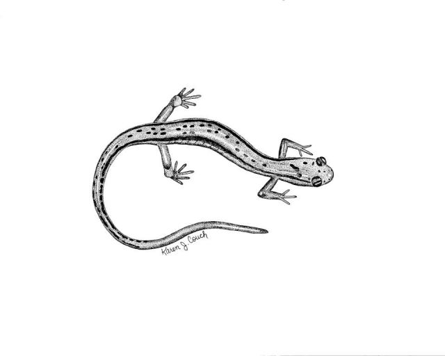Two-Lined Salamander Picture