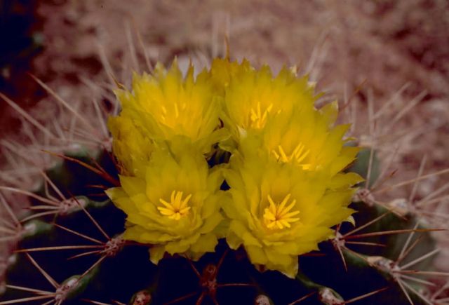 Barrel Cactus Picture