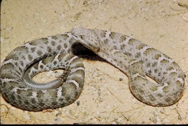 Mexican Ridged Nosed Rattlesnake Picture