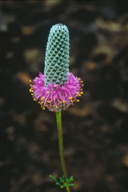 Purple Prairie Clover Picture