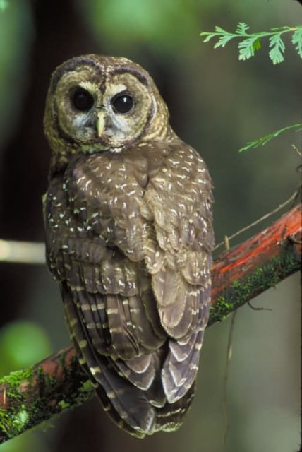 WO5490 Northern Spotted Owl Picture