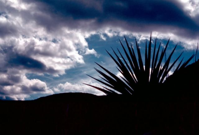 Torry yucca Picture