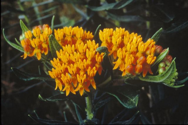 Butterfly Weed Picture