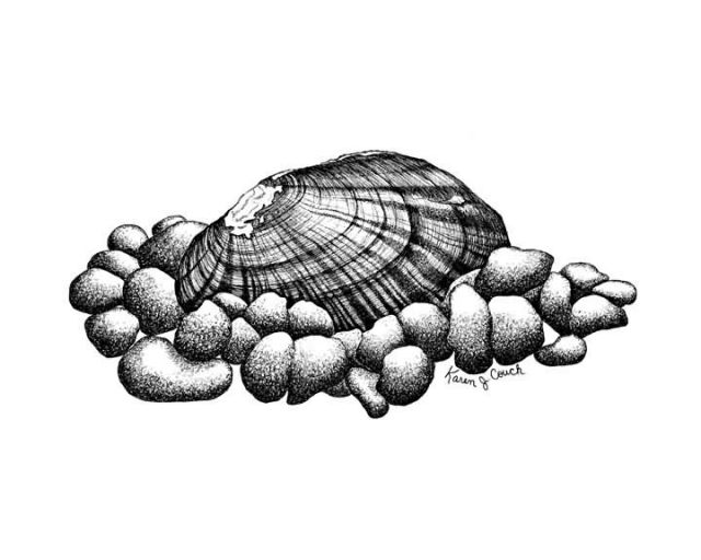 Carolina Marshclam Picture