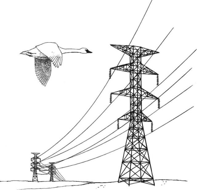 Power Lines Hazard Picture