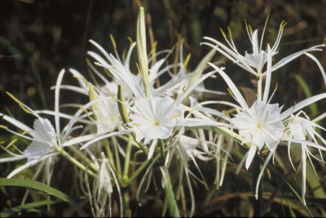 Spider Lily Picture