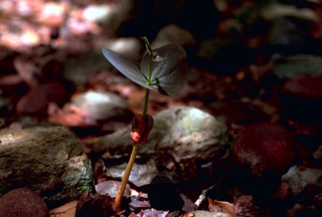 West Indian Mahogany Seedling, Florida Picture