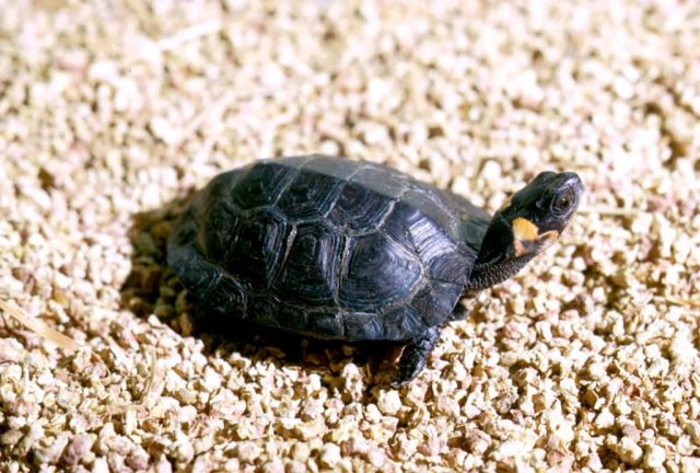 Bog Turtle Picture