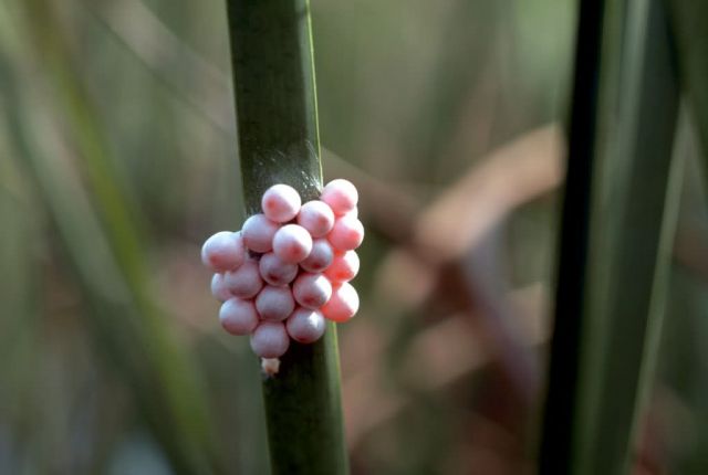 Apple Snail Eggs Picture