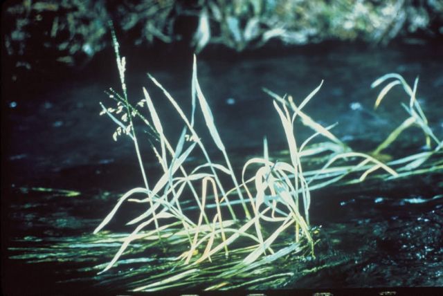 Texas Wild Rice Picture