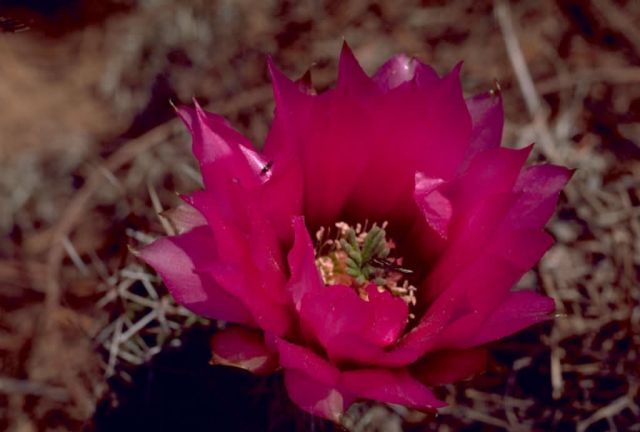 Claret Cup Cactus Picture
