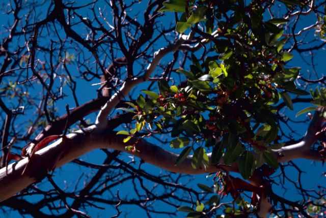 Texas Madrone tree Picture
