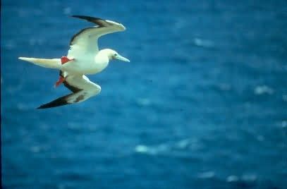 Red Footed Boobie Picture