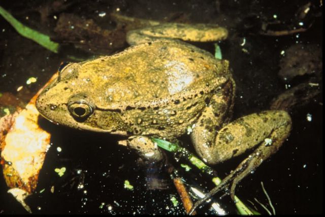 Red legged frog Picture