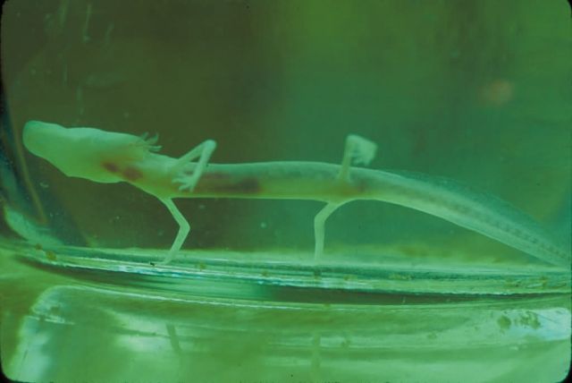 Texas Blind Salamander Picture