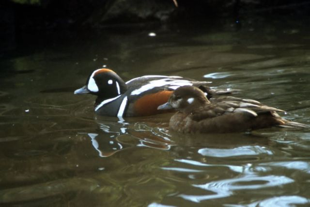 Harlequin Ducks Picture