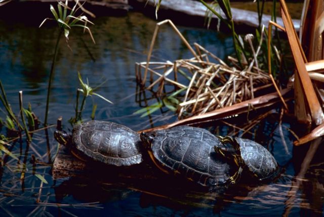 Red-Eared Sliders Picture
