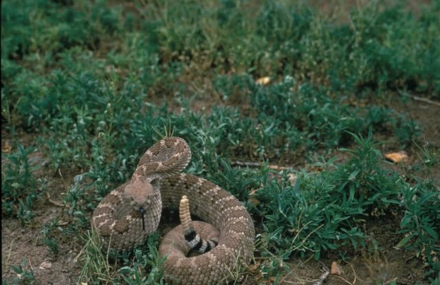 WO8275 Western Diamondbacked Rattlesnake Picture