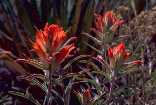 Indian Paintbrush Picture