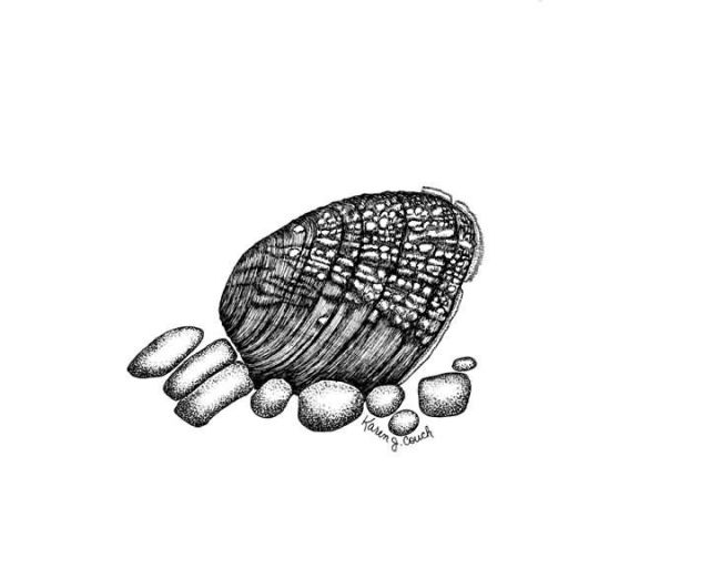 Birdwing Pearly Mussel Picture
