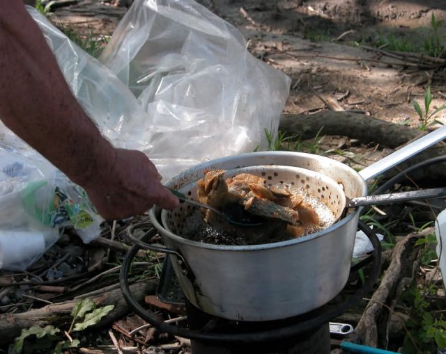 WOE119 Frying Shad (American) Picture