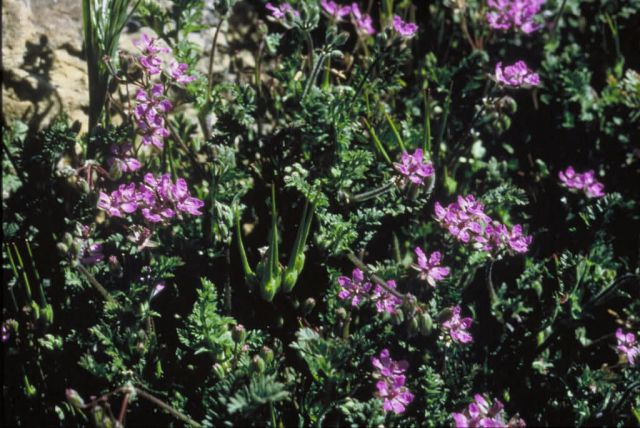 Stork's Bill Picture