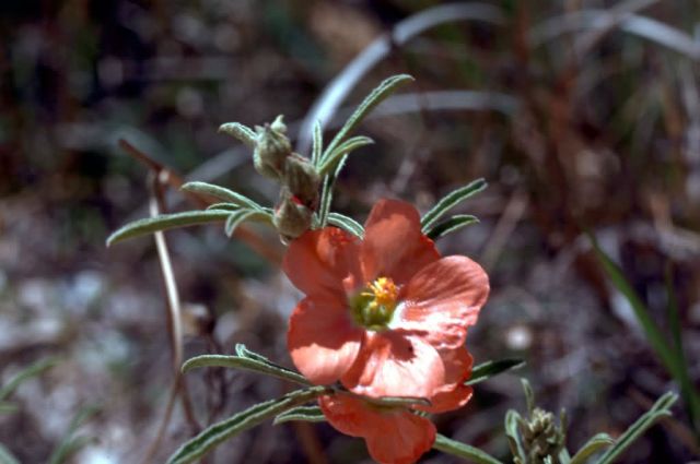 Desert Mallow Picture