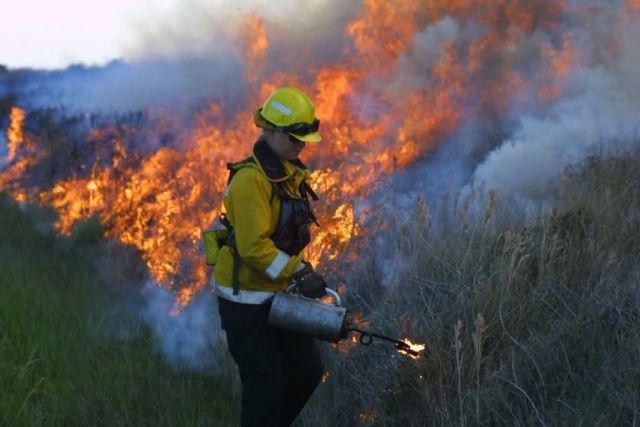 r4-nc-plr-firefighter uses driptorch to ignite fire Picture