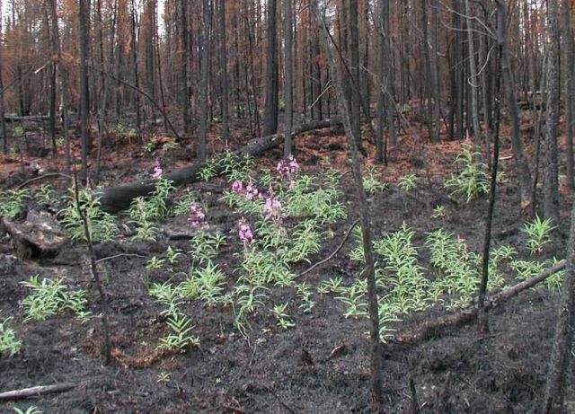 r7-ak-knr-fireweed grows in burned area Picture