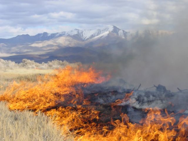 r8-nv-swr-prescribed fire burns with snow capped peaks in background Picture