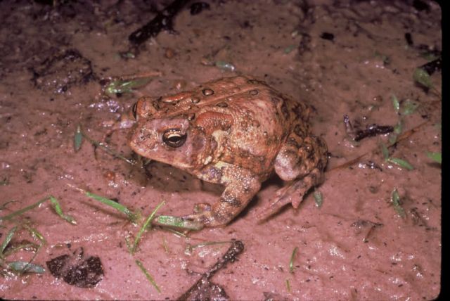 Houston Toad Picture