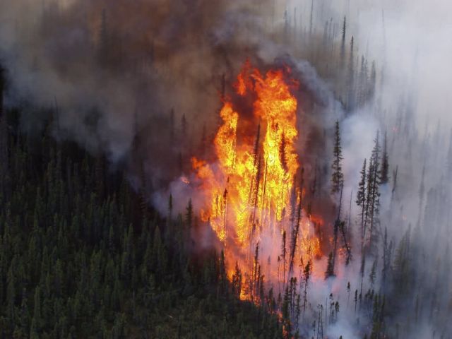 r7-ak-ter-wildfire trees torching Picture