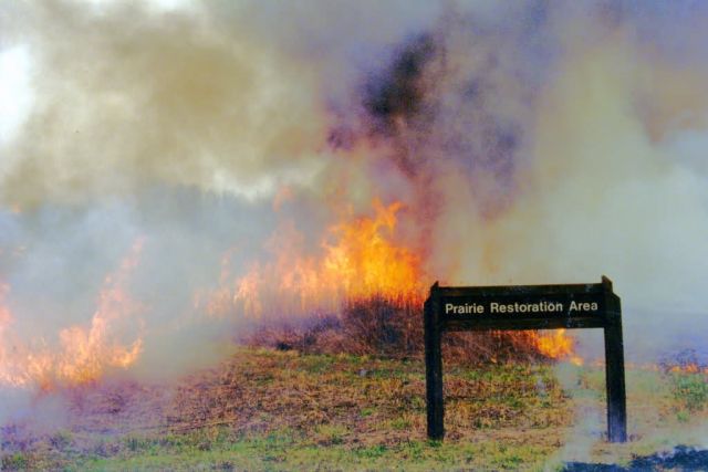 r6-il-cor-prairie restoration burn Picture
