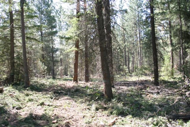 r8-or-bvr-forest thinning for wui Picture