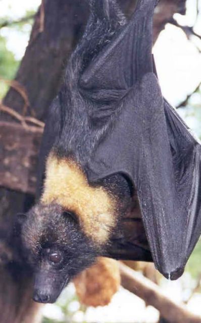 WOE 92 Mariana Fruit Bat Picture
