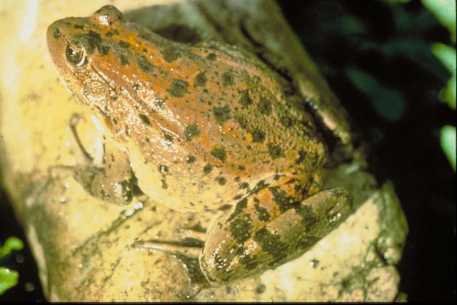 Red legged frog Picture