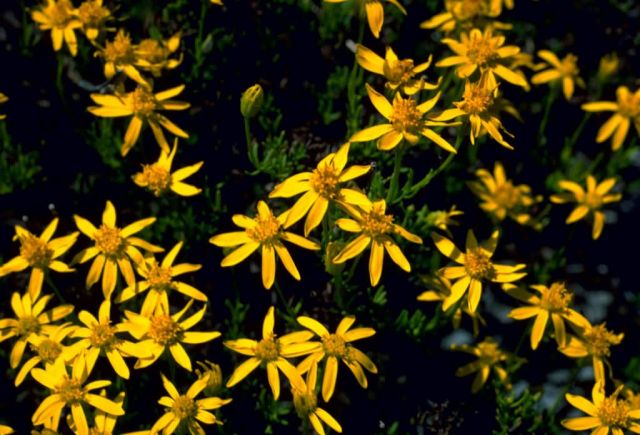 Ragwort Picture