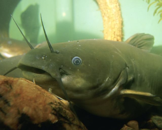 Yellow Bullhead Picture