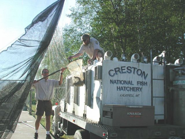 WOE6 Workers at the Creston NFH, net trout into a tank truck for stocking Picture